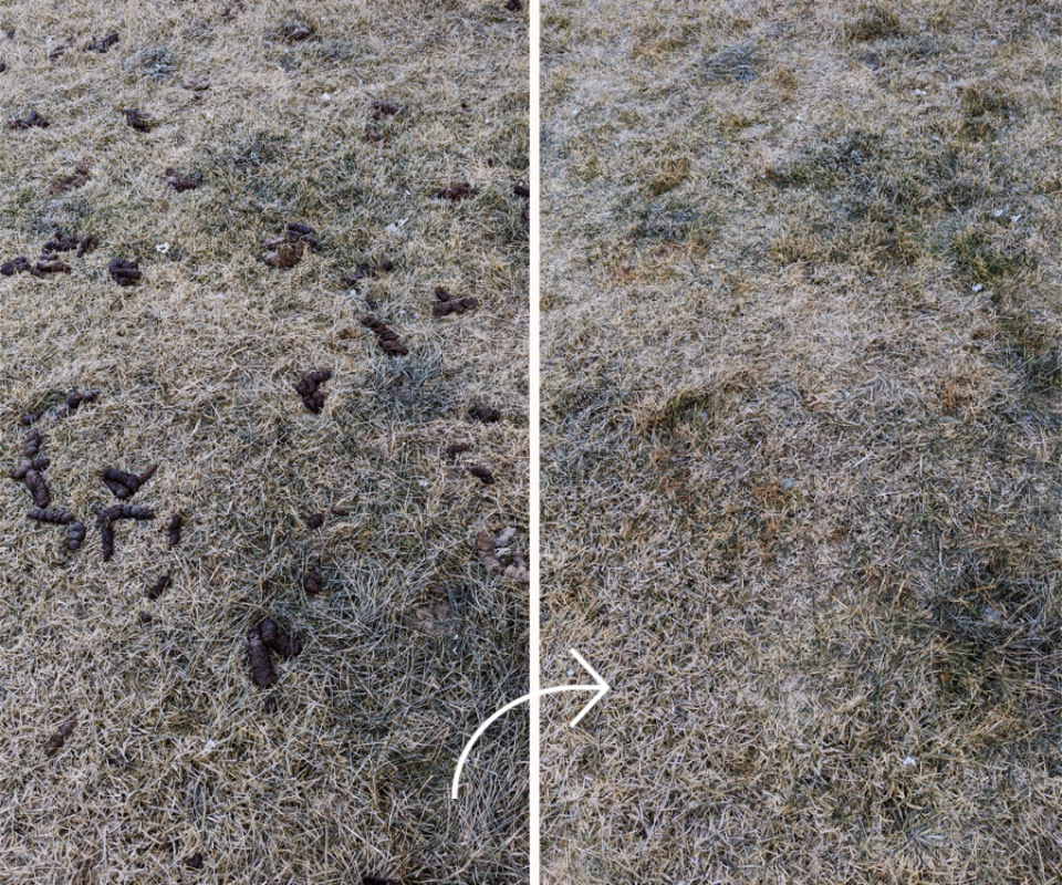 before and after photo of a yard